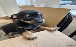 Chihuahua dogs for sale: 2 male puppies Ready to go  - Image 2