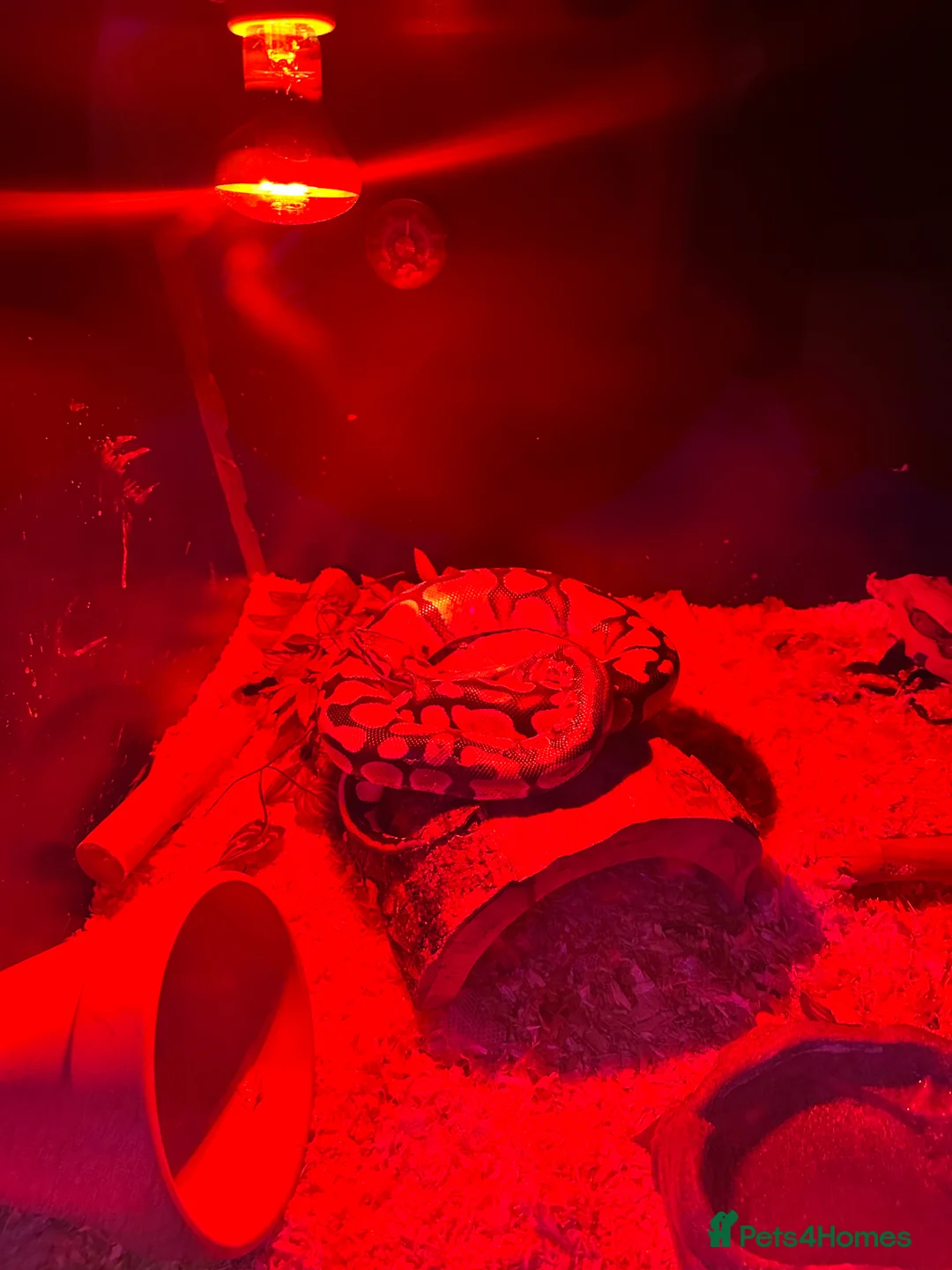 Python Snake reptiles for sale: Banana ball python - Advert 2
