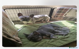 French Bulldog dogs for sale: LAST FEMALE LEFT REDUCED💞 - Image 2