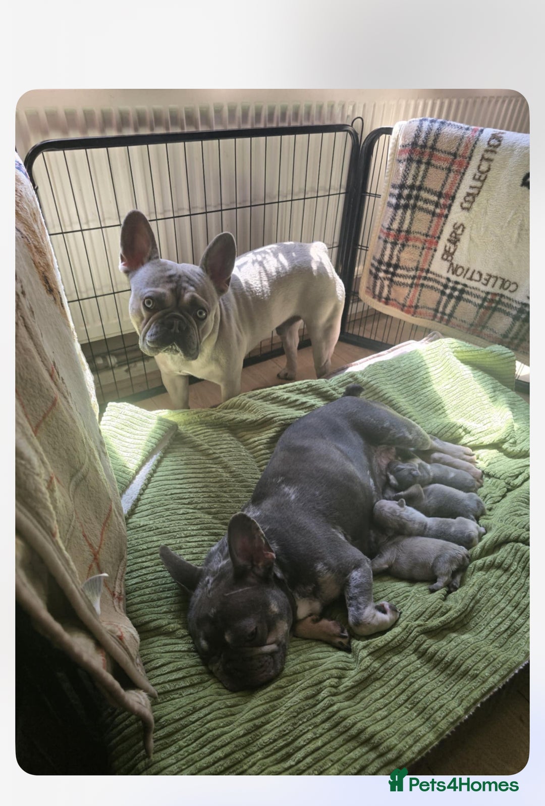 French Bulldog dogs for sale: LAST FEMALE LEFT REDUCED💞 - Image 2