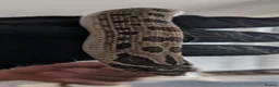 Snake reptiles for sale: Green phase western hognose female in Milton Keynes - Advert 5