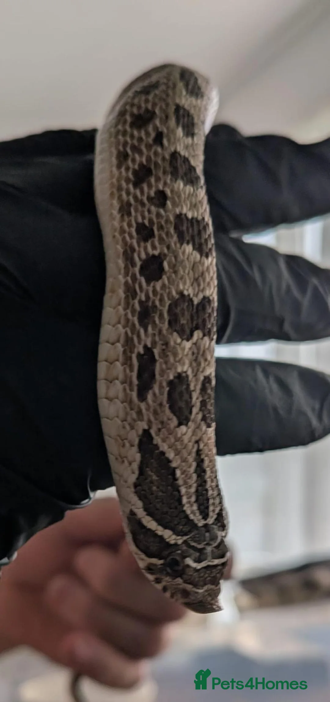 Snake reptiles for sale: Green phase western hognose female in Milton Keynes - Advert 5