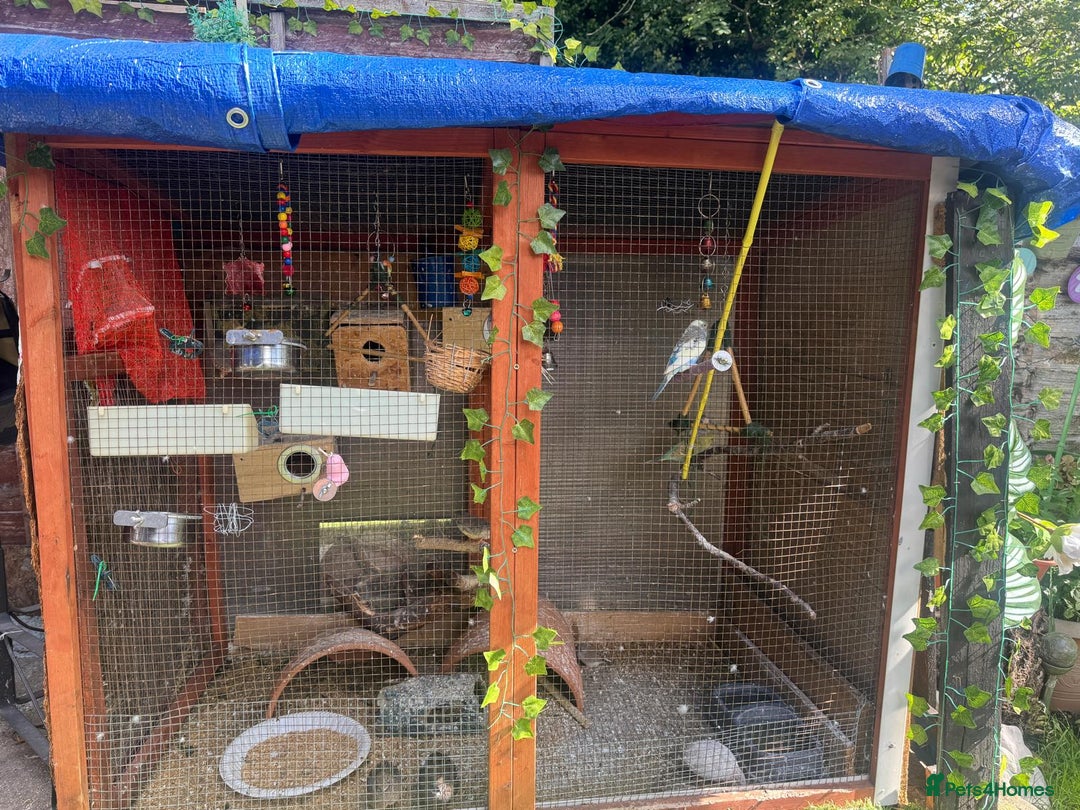 Budgerigars birds for sale: Budgie - Image 11