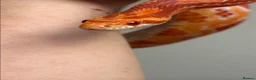 Corn Snake reptiles for sale: Two beautiful snakes for sale - Advert 2