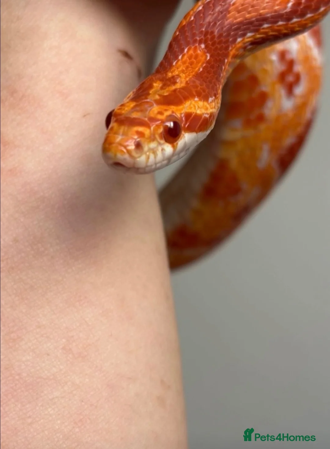 Corn Snake reptiles for sale: Two beautiful snakes for sale - Advert 2