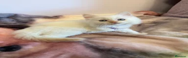 Ragdoll 1