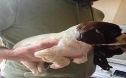 English Springer Spaniel dogs for sale: 6 beautiful springer pups - Image 5