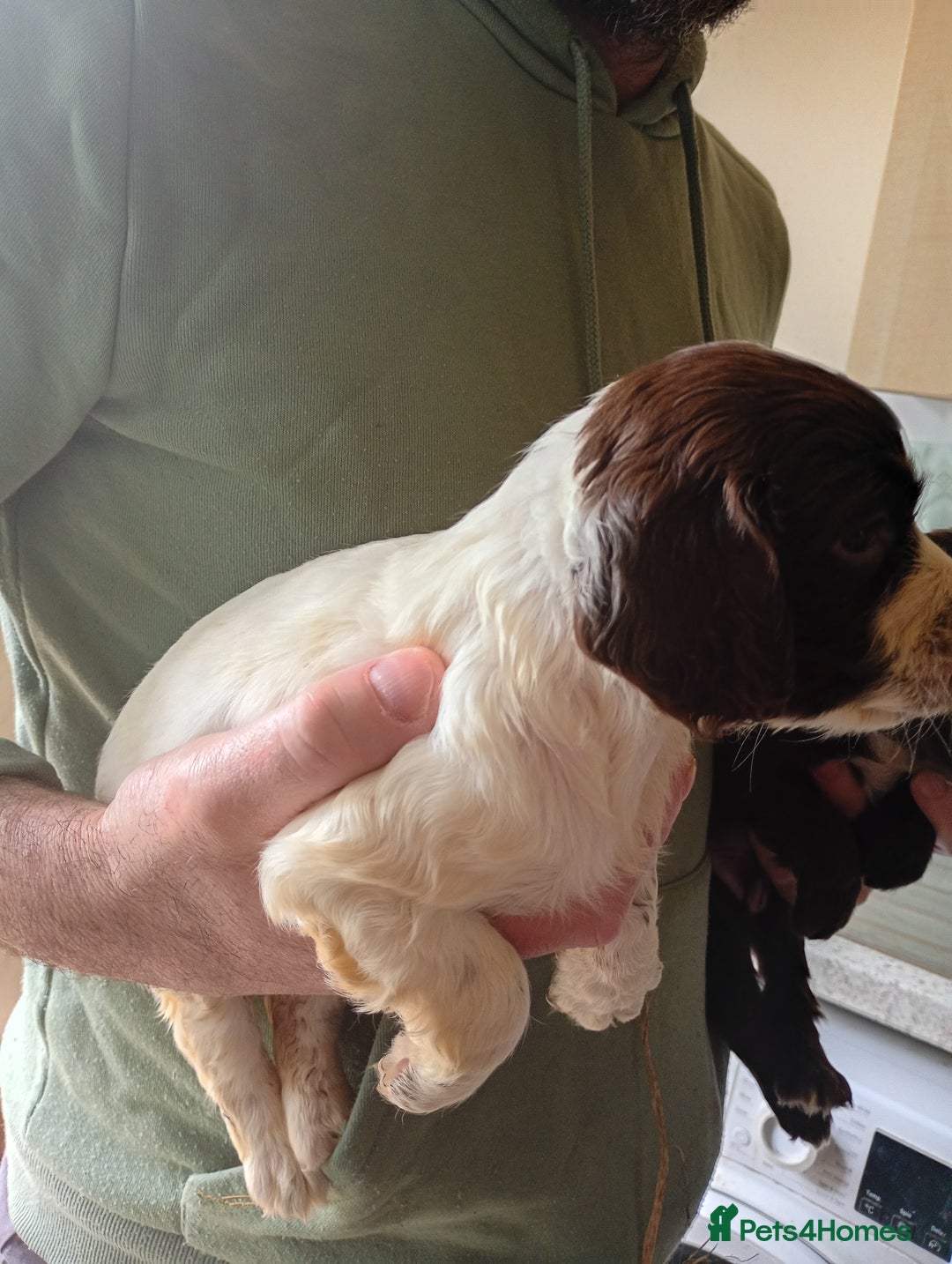 English Springer Spaniel dogs for sale: 6 beautiful springer pups - Image 5