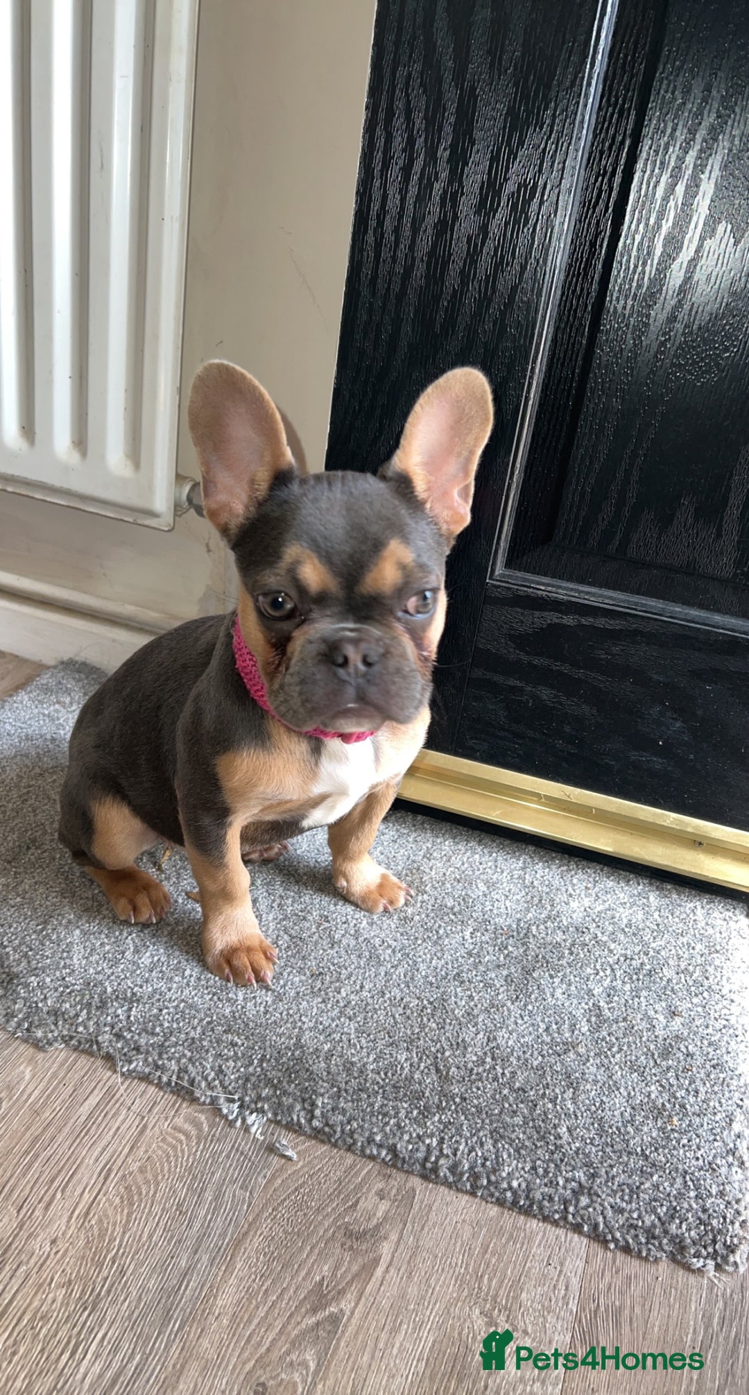 French Bulldog dogs for sale: Delilah  - Advert 4