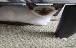 Ragdoll cats for sale: REDUCED 12 weeks chocolate point girl  in Bradford - Image 22