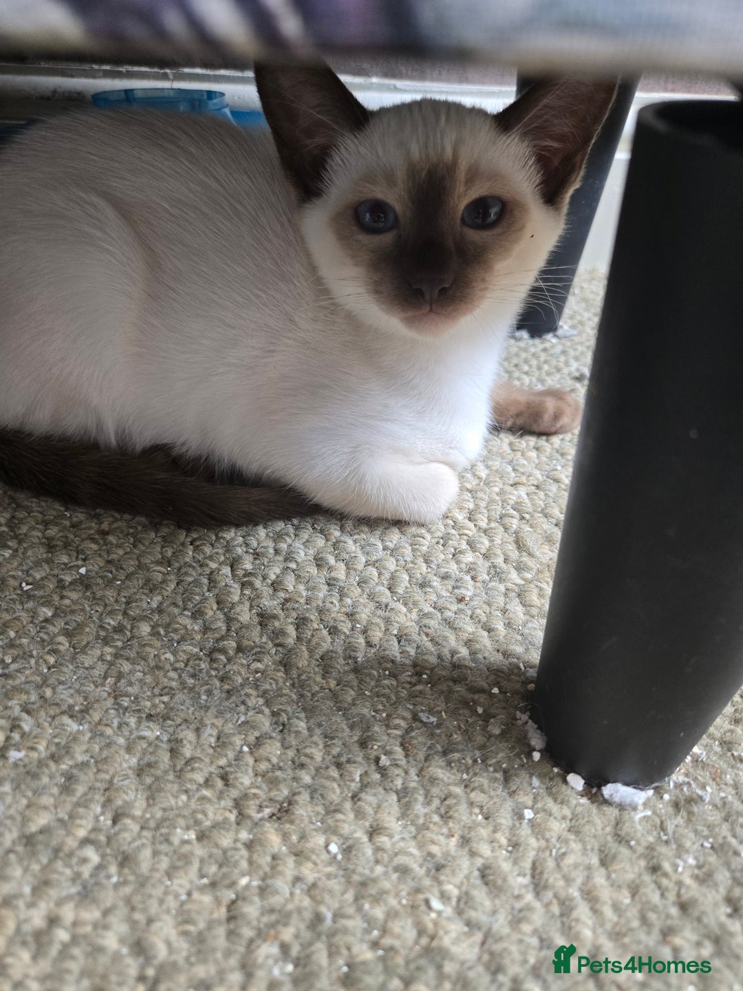 Ragdoll cats for sale: REDUCED 12 weeks chocolate point girl  in Bradford - Image 22