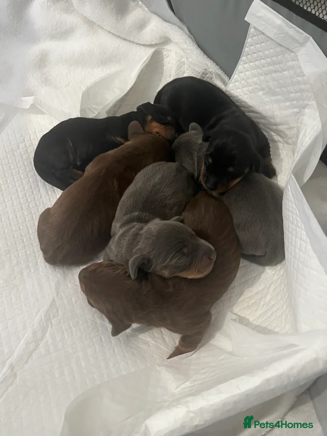 Miniature Dachshund dogs for sale: Gorgeous litter of mini dachshund puppies❤️ - Advert 5