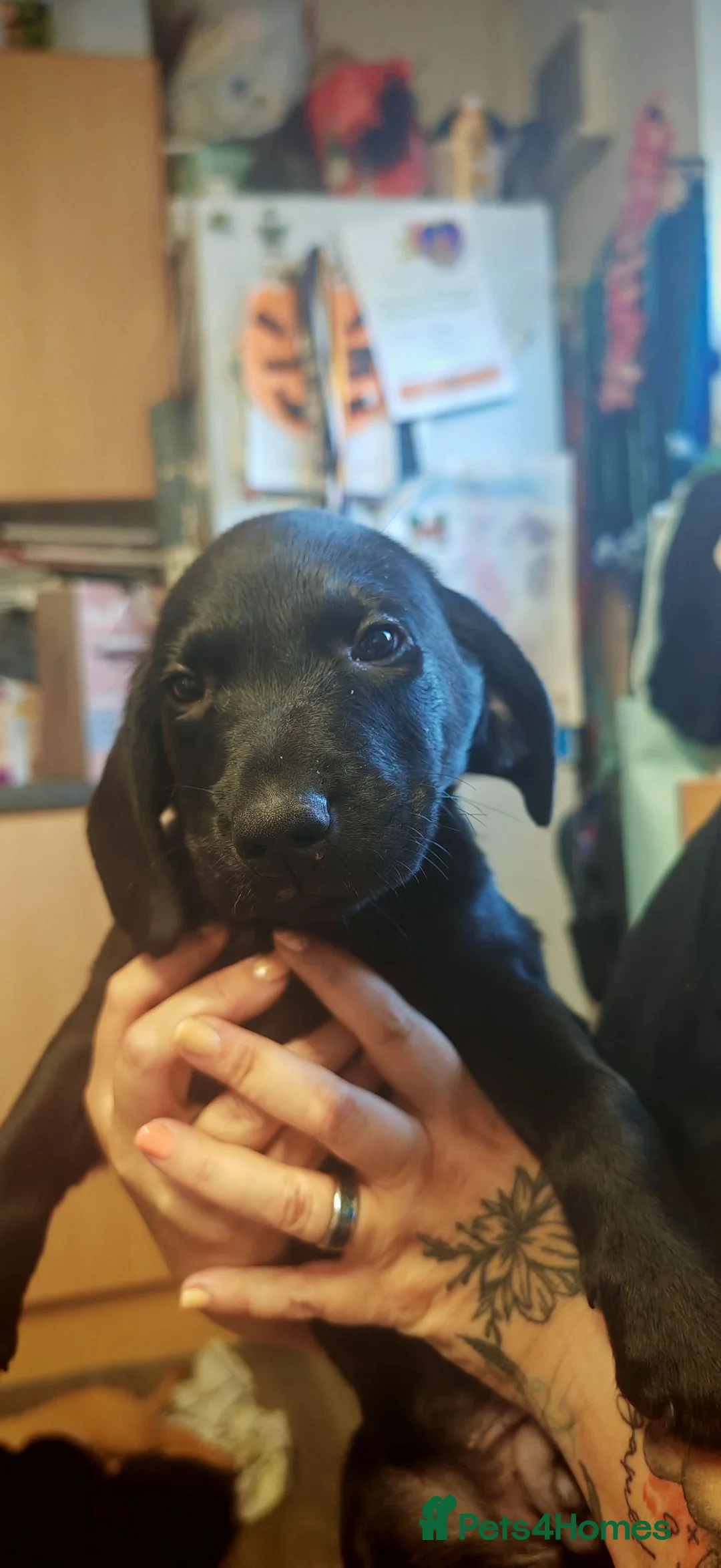 Mixed Breed dogs for sale: Labrador mum dad collie/cocker puppies for sale  in Newport - Advert 9