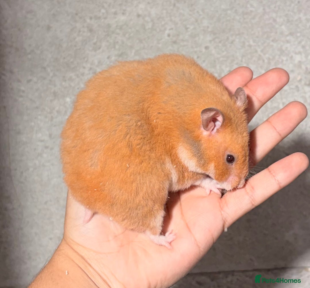 Hamster rodents for sale: OLDER STUNNING TAME PEDIGREE HAMSTERS - Image 6