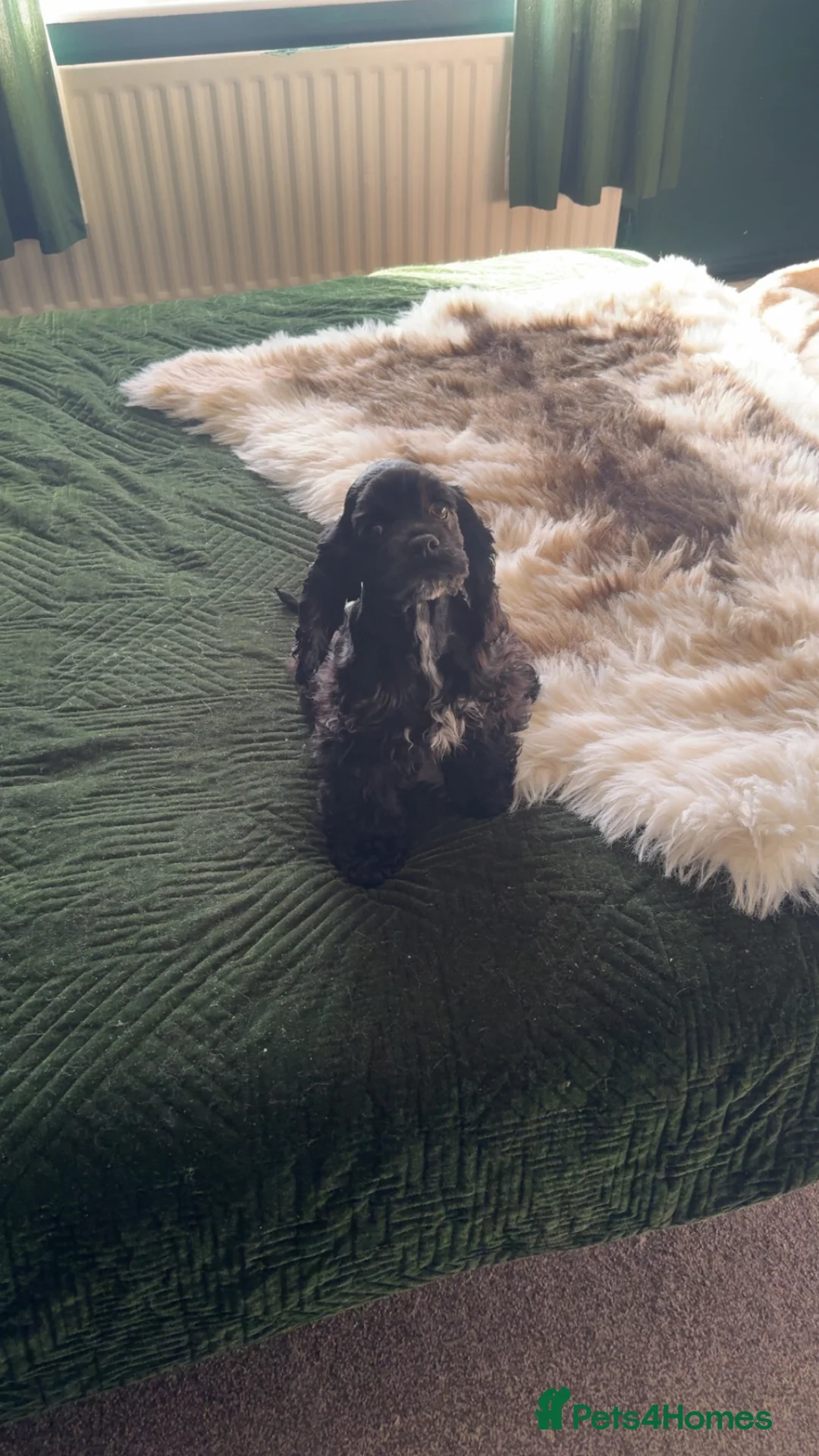 American Cocker Spaniel dogs for sale: KC reg American cocker girl  - Advert 5