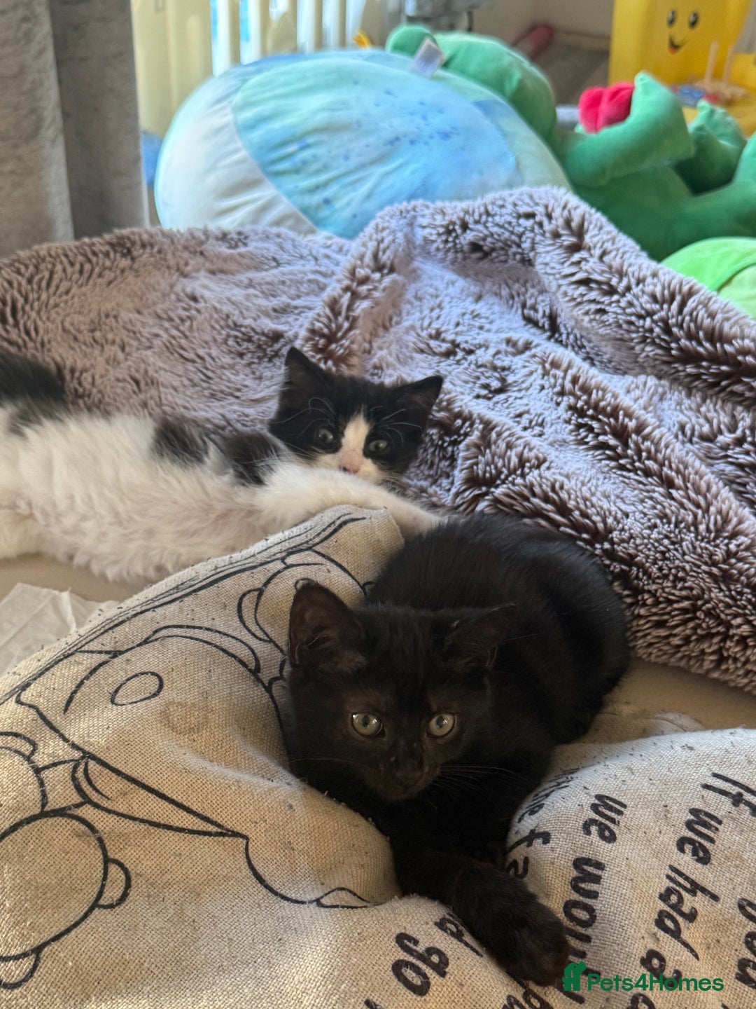 British Longhair cats for sale: 2 female kittens - Image 1