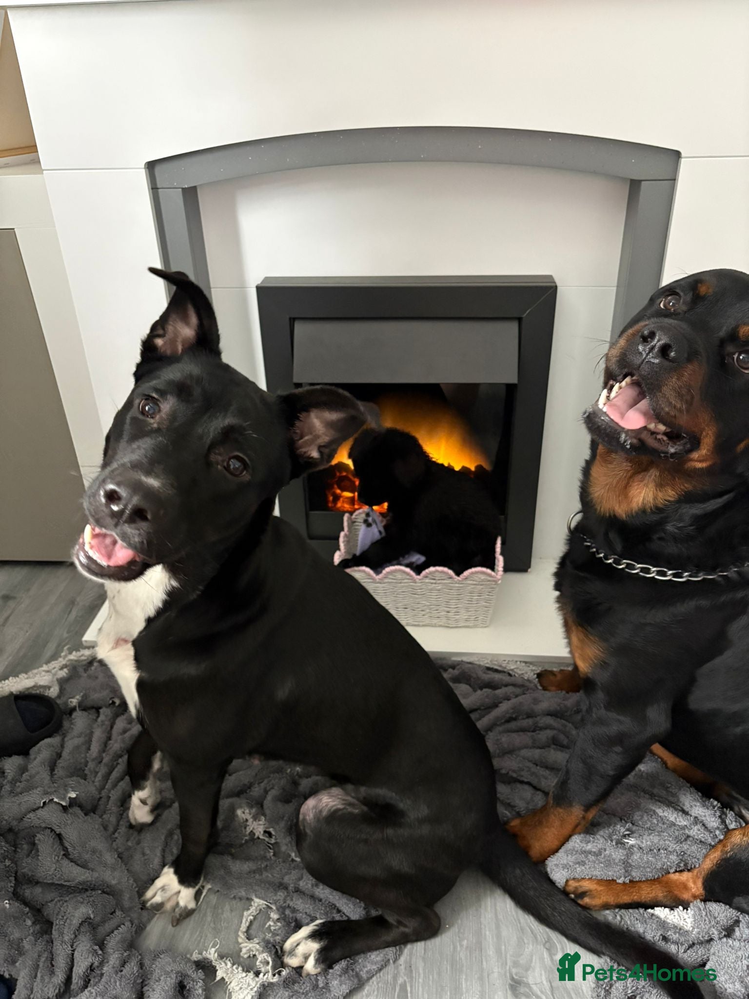 Mixed Breed dogs Rottwiler x - Advert 13