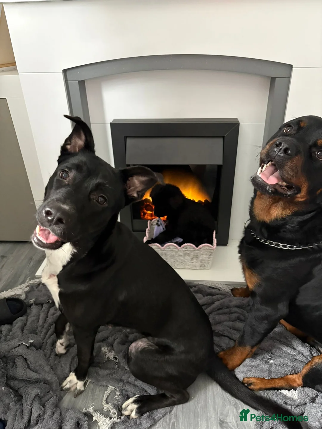 Mixed Breed dogs for sale: Rottwiler x - Advert 1