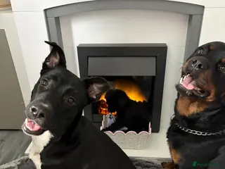 Mixed Breed dogs Rottwiler x - Advert 13