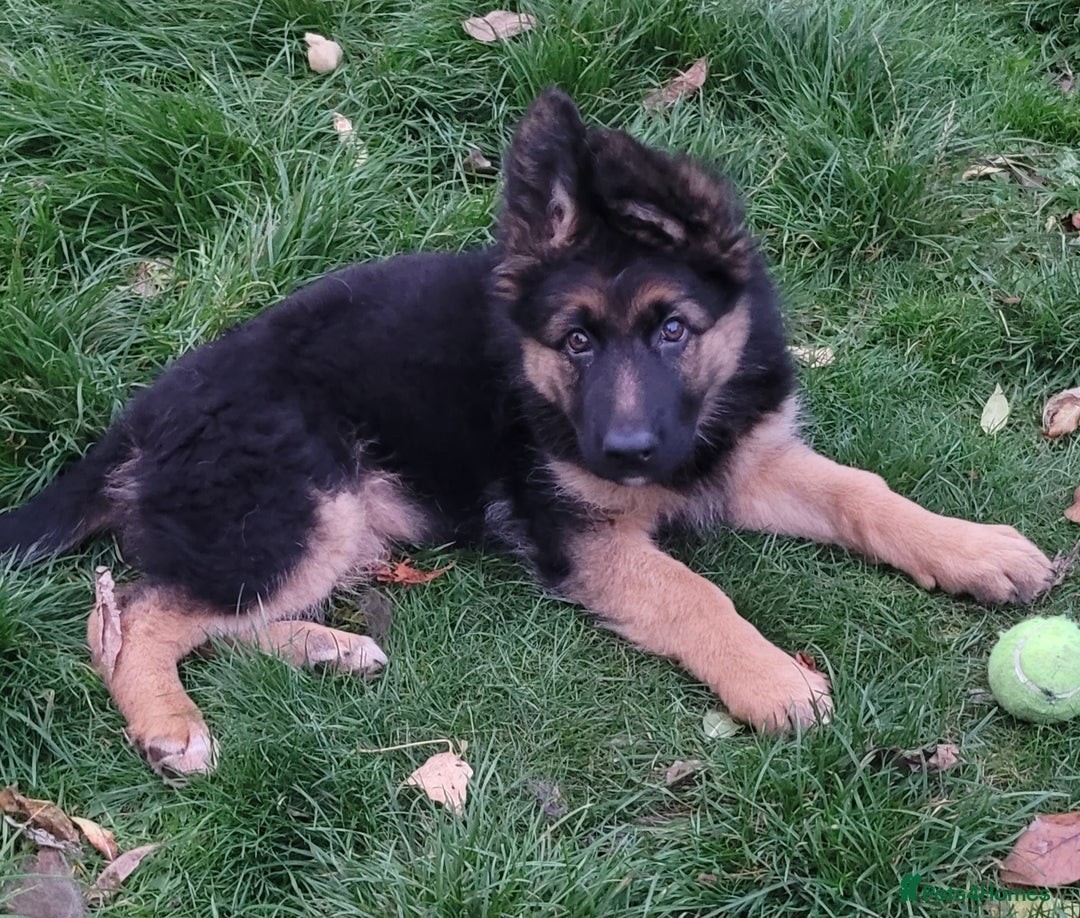 German Shepherd dogs for sale: One gorgeous female long coat puppy available  - Image 5