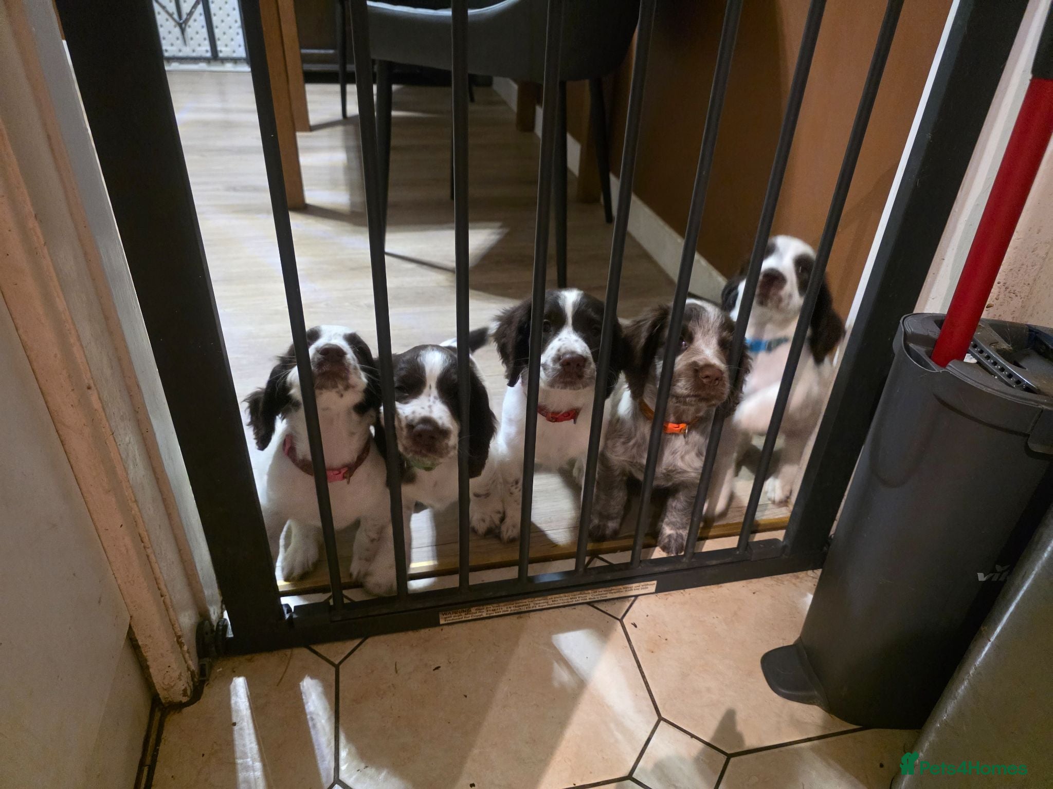 Sprocker dogs Beautiful Sprocker pups ready now. - Advert 1