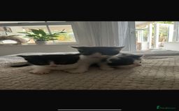 Ragdoll cats for sale: Ragdoll mix kittens  - Image 6