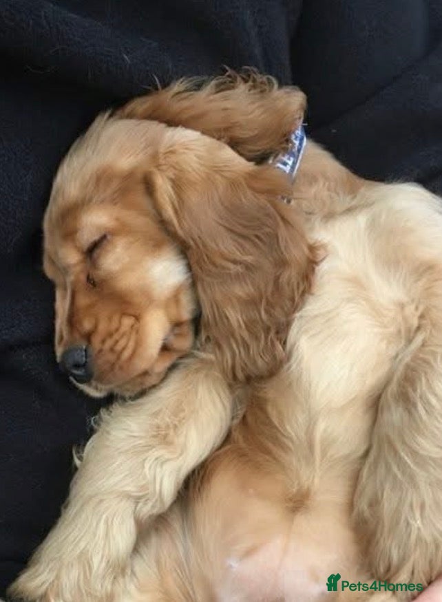 Cocker Spaniel dogs Stunning kc reg show cockers fully health tested  - Advert 6