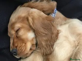 Cocker Spaniel dogs Stunning kc reg show cockers fully health tested - Advert 6