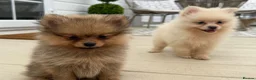 Pomeranian dogs for sale: Pomeranian Puppies  - Advert 1
