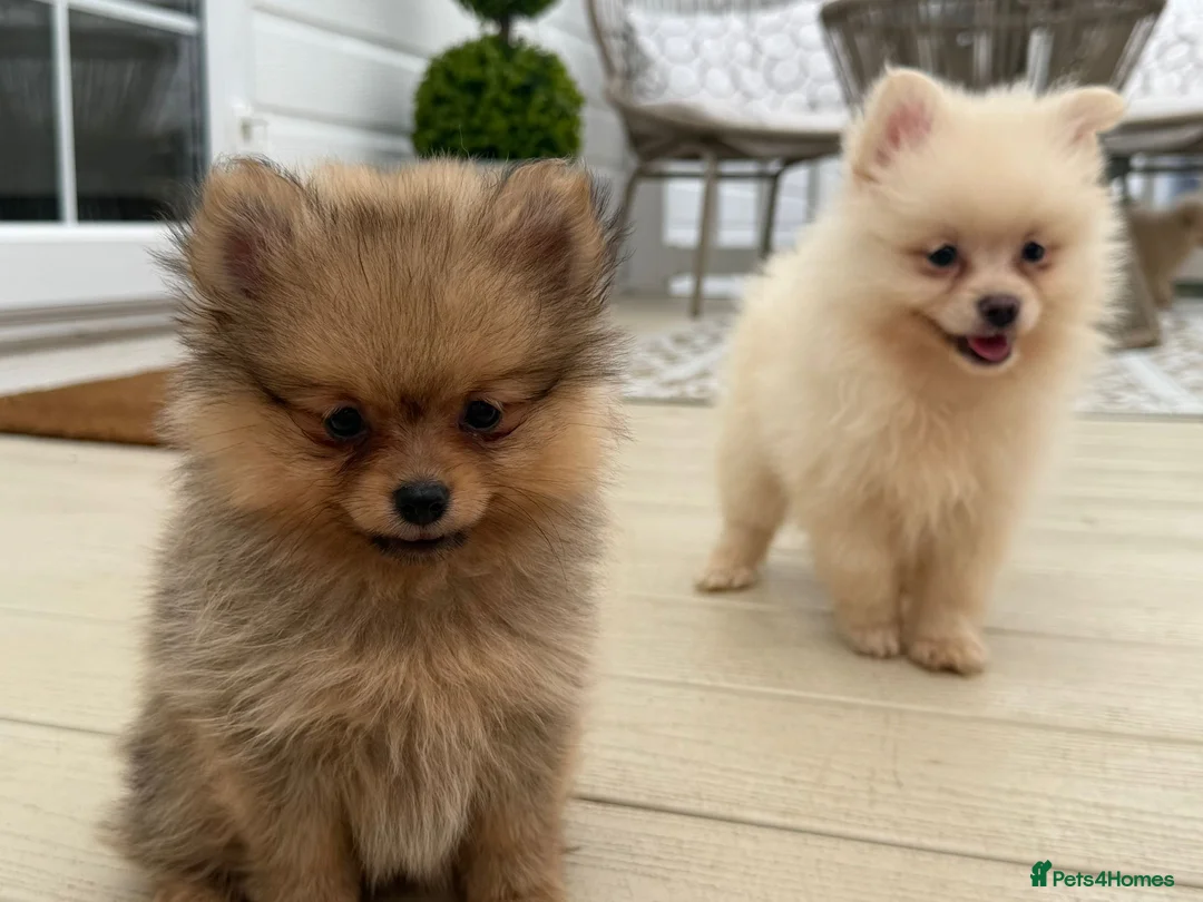 Pomeranian dogs for sale: Pomeranian Puppies  - Advert 1