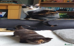 British Shorthair cats for sale: Bonded Pair Of Girl Kittens - Advert 2