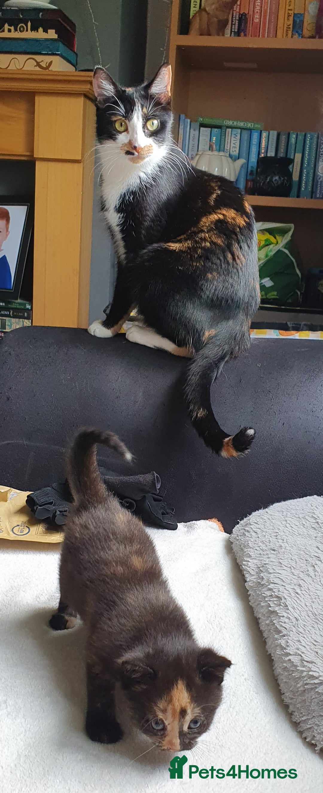 British Shorthair cats for sale: Bonded Pair Of Girl Kittens - Advert 2