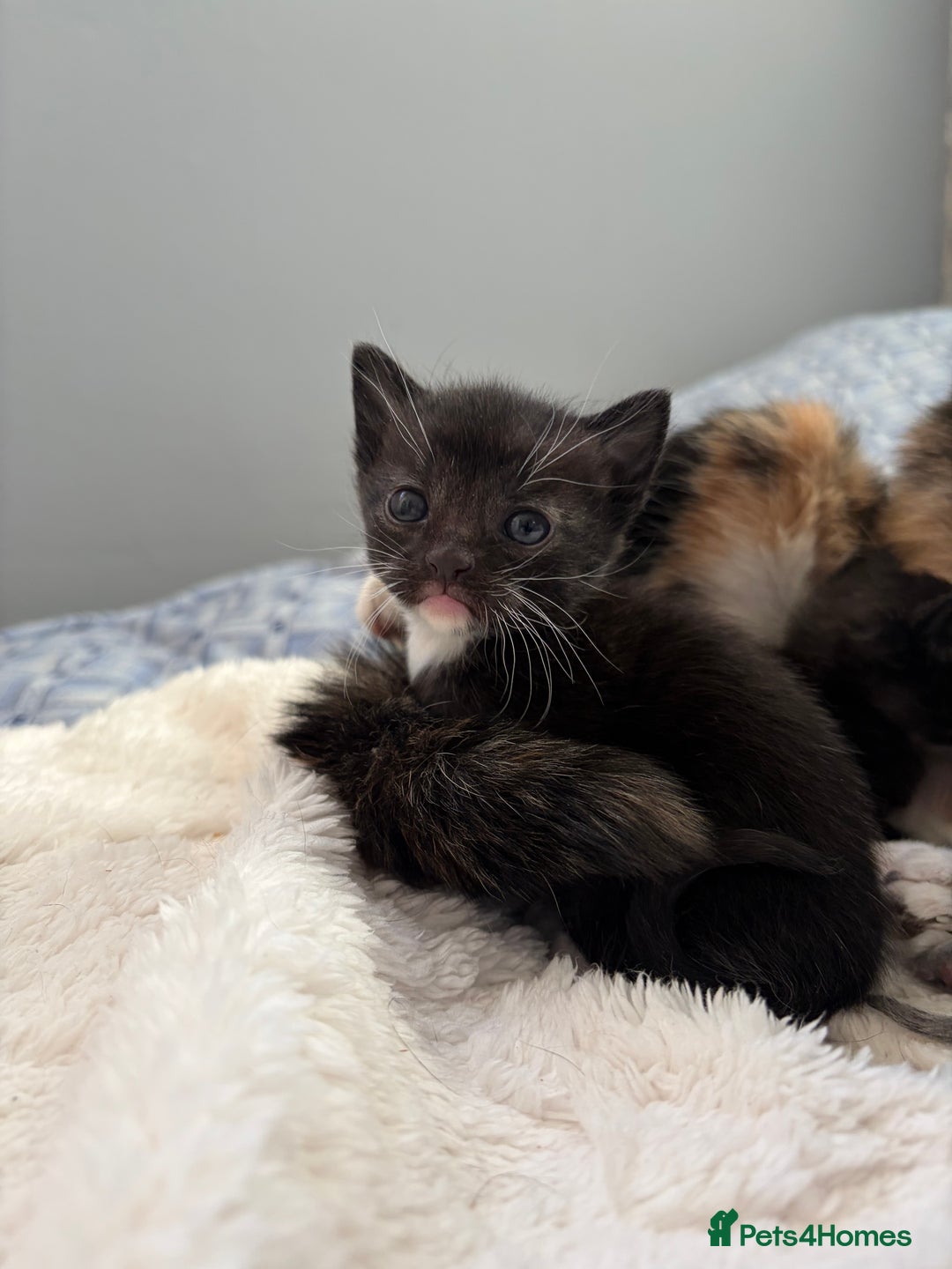 Khao Manee cats for sale: 4 mixed khao manee kittens  - Advert 11