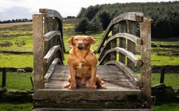 Labrador Retriever dogs for stud: KC REG FULLY HEALTH TESTED WORKING DARK RED STUD in Hawes - Image 27