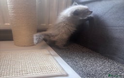Ragdoll cats for sale: One gorgeous pedigree Ragdoll kitten available  - Image 10
