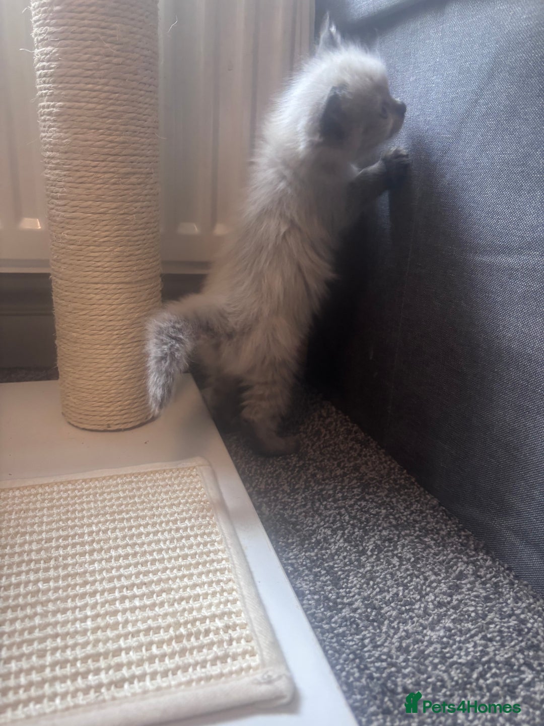 Ragdoll cats for sale: One gorgeous pedigree Ragdoll kitten available  - Image 10