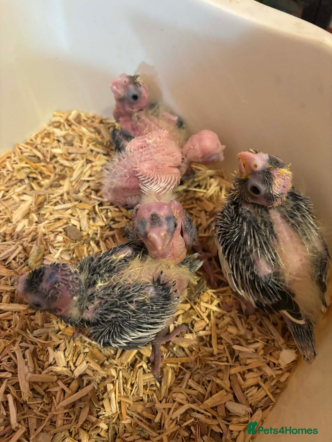 Cockatiels birds for sale: Hand reared and tame baby cockatiels  - Advert 4