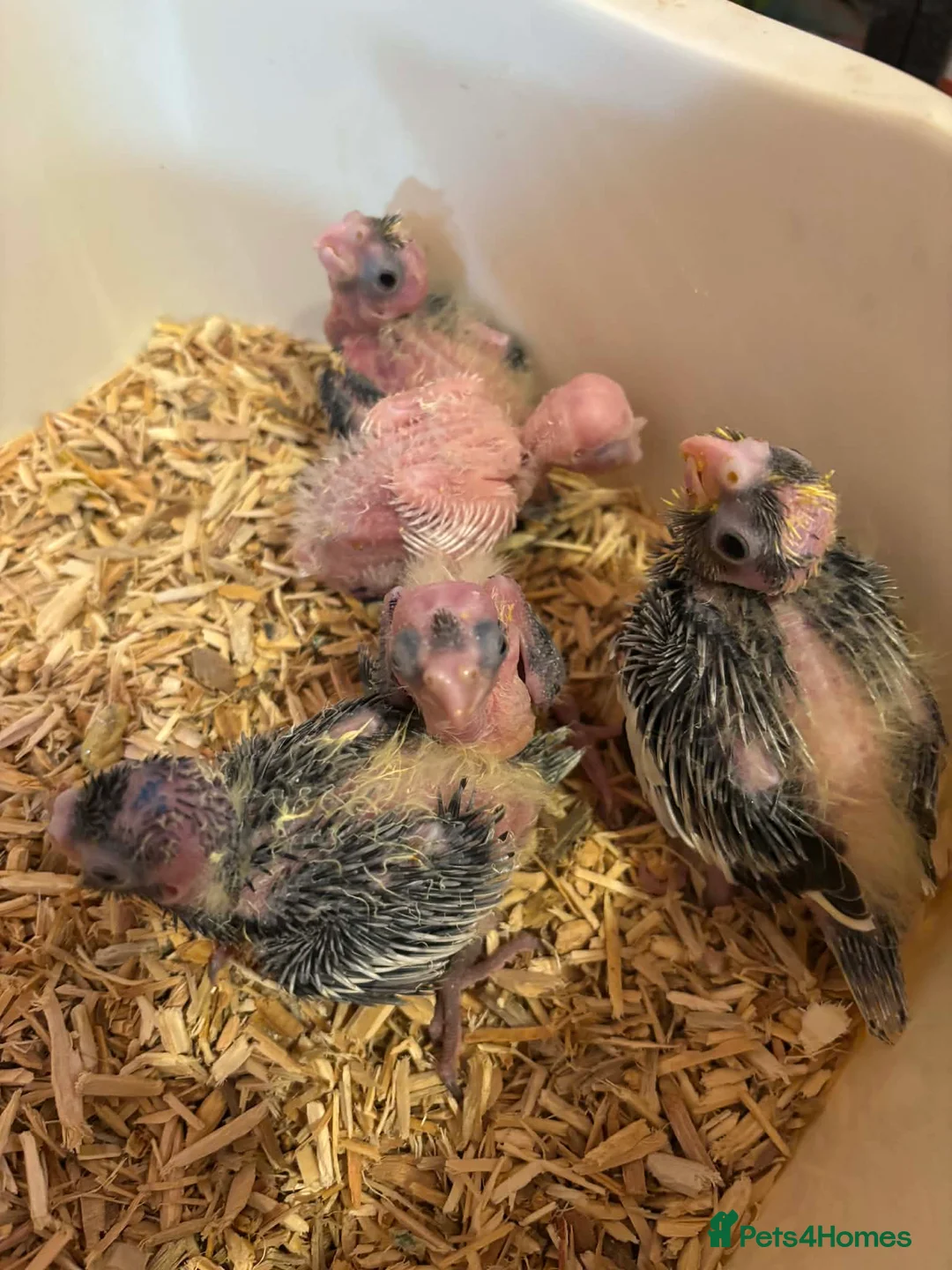 Cockatiels birds for sale: Hand reared and tame baby cockatiels  - Advert 4