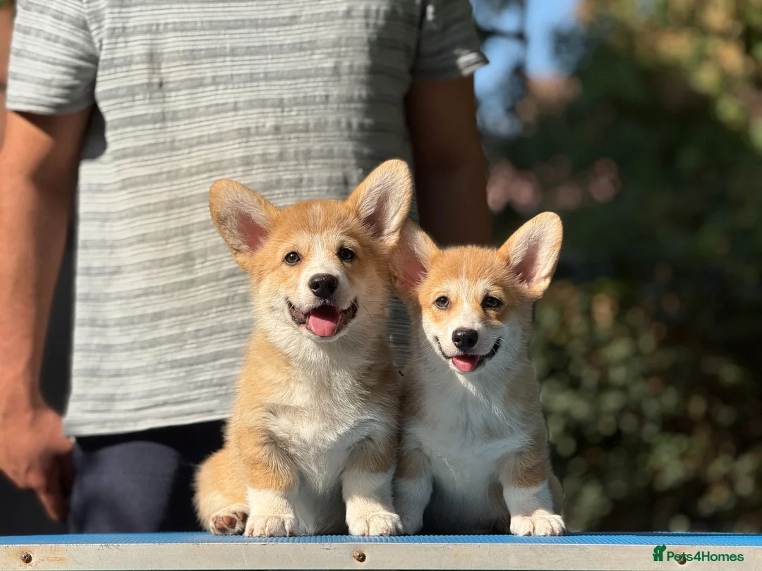Welsh Corgi Pembroke dogs for sale: Quality  Corgi pembroke puppies available - Advert 1