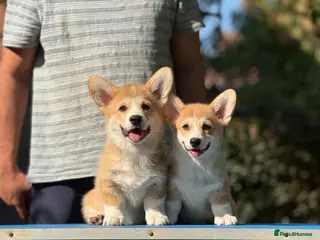 Welsh Corgi Pembroke dogs Champion Sired Corgi pembroke puppies available - Advert 1