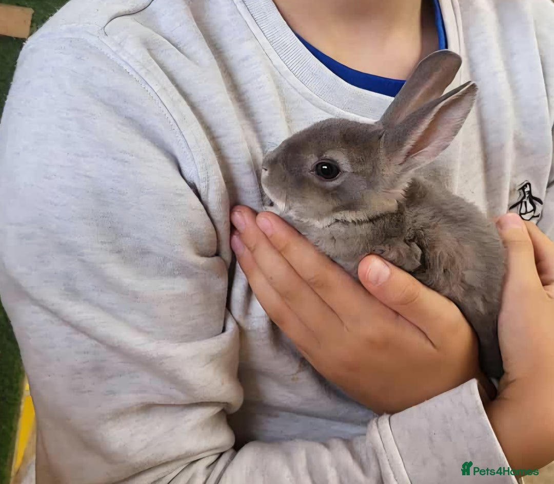 Rex rabbits for sale: Gorgeous rex rabbits - Image 7