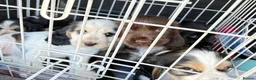 Cocker Spaniel dogs for sale: Ready Now RKC Reg DNA CLEAR Show Cocker Female in Fareham - Advert 26