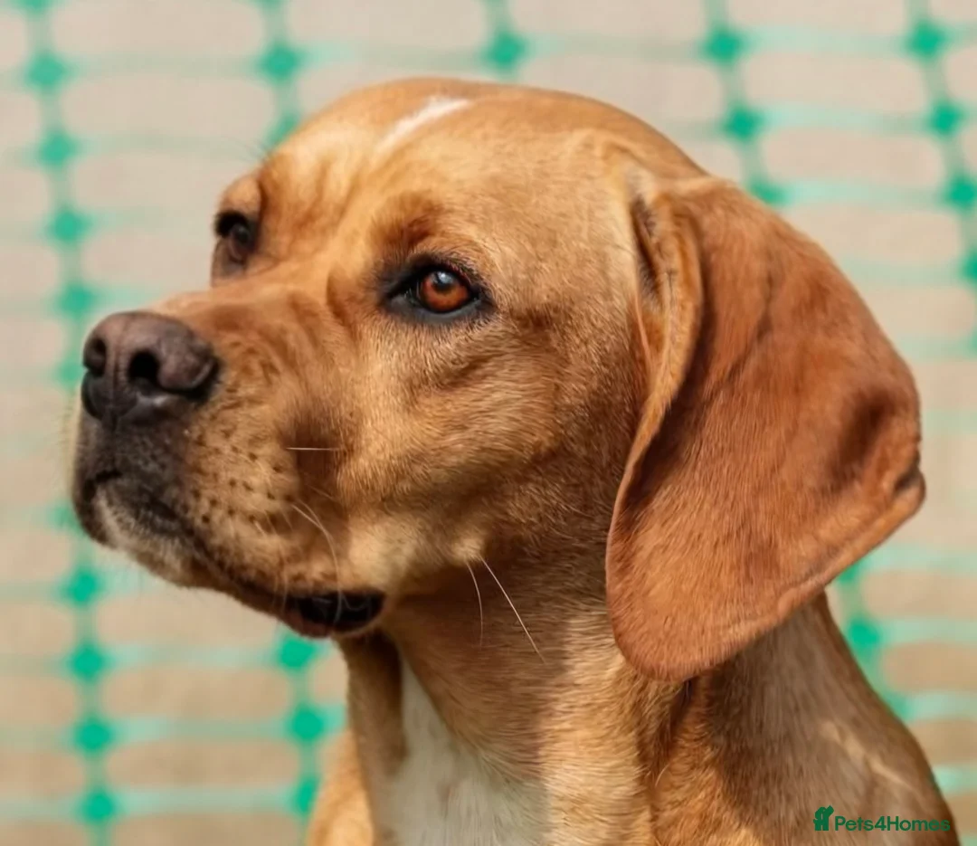 Pointer dogs for sale: Portuguese pointer puppies for sale - Advert 1