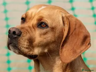 Pointer dogs Portuguese pointer puppies for sale - Advert 1