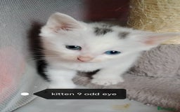 Mixed Breed cats for sale: Odd eye white microchipped female kitten  - Image 4