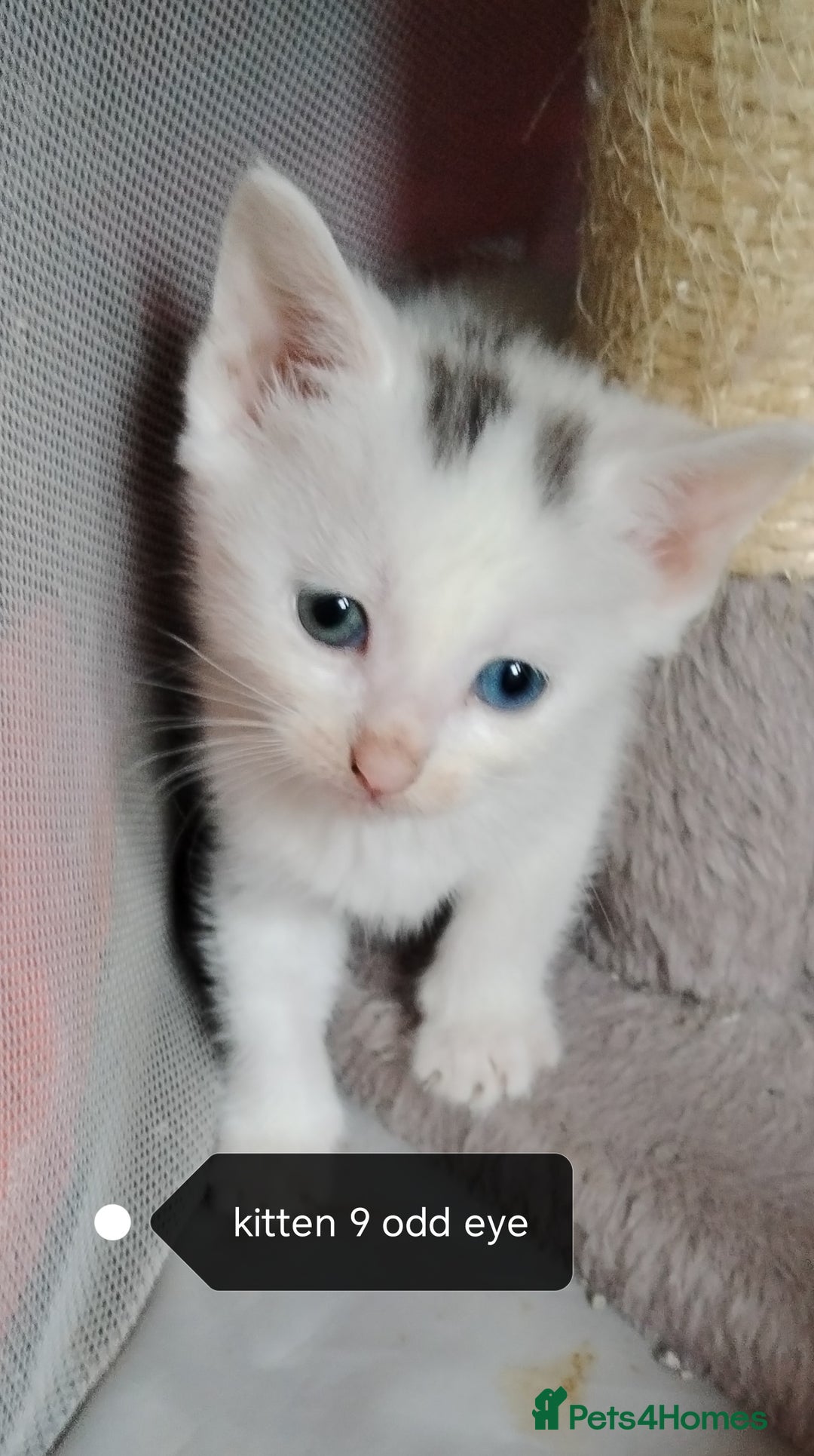 Mixed Breed cats for sale: Odd eye white microchipped female kitten  - Image 4