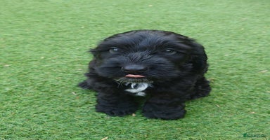 Cockapoo dogs - Advert 4