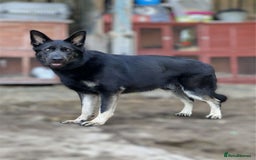 German Shepherd dogs for sale: Gorgeous blue and tan German Shepherd - Image 3