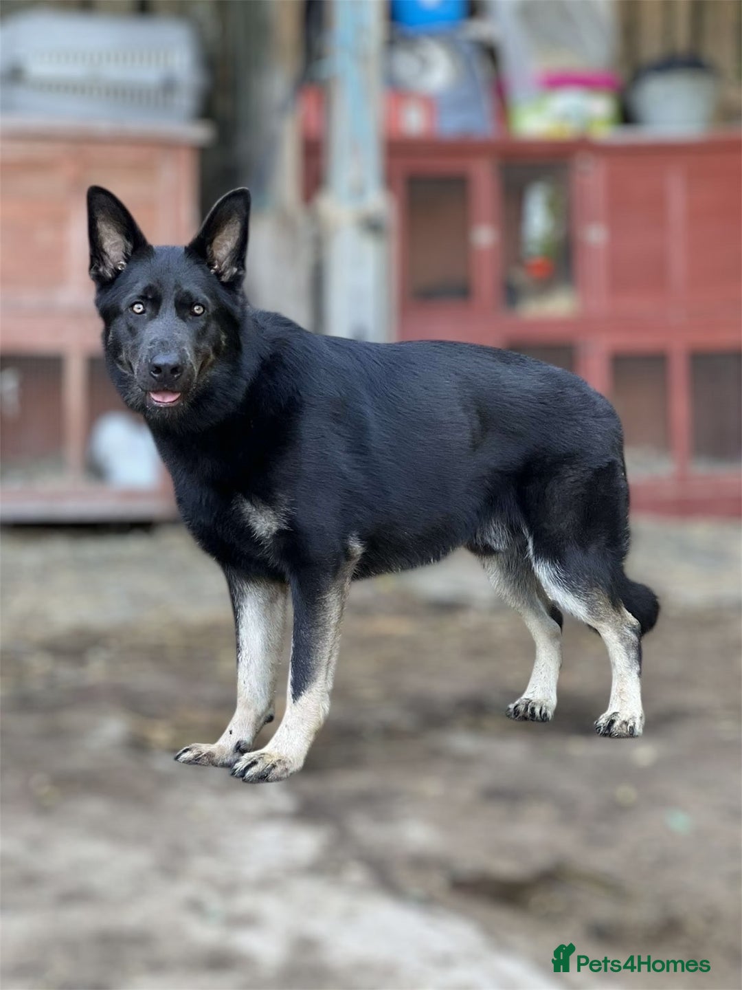 German Shepherd dogs for sale: Gorgeous blue and tan German Shepherd - Image 3