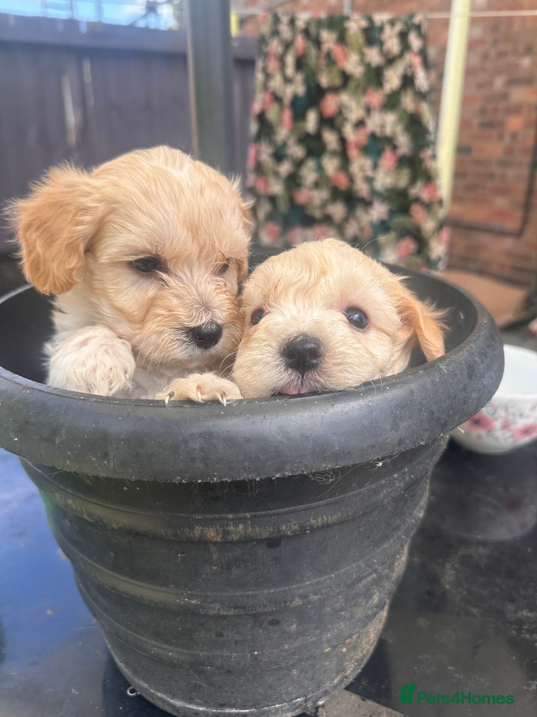 Maltipoo dogs for sale: Toy f1 maltipoos health tested champagne coloured  - Image 4